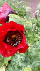 Bombus terrestris