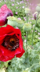 Bombus terrestris