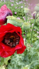 Bombus terrestris