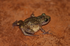 Eleutherodactylus verrucipes