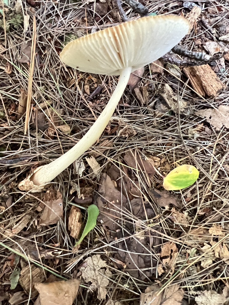 Tawny Grisette