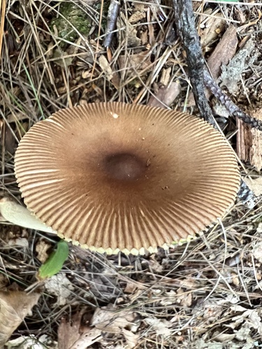 Tawny Grisette