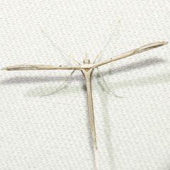 Hellinsia longifrons