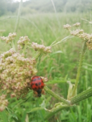 Harmonia axyridis