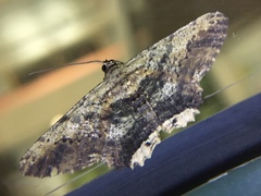 Ruttellerona pseudocessaria