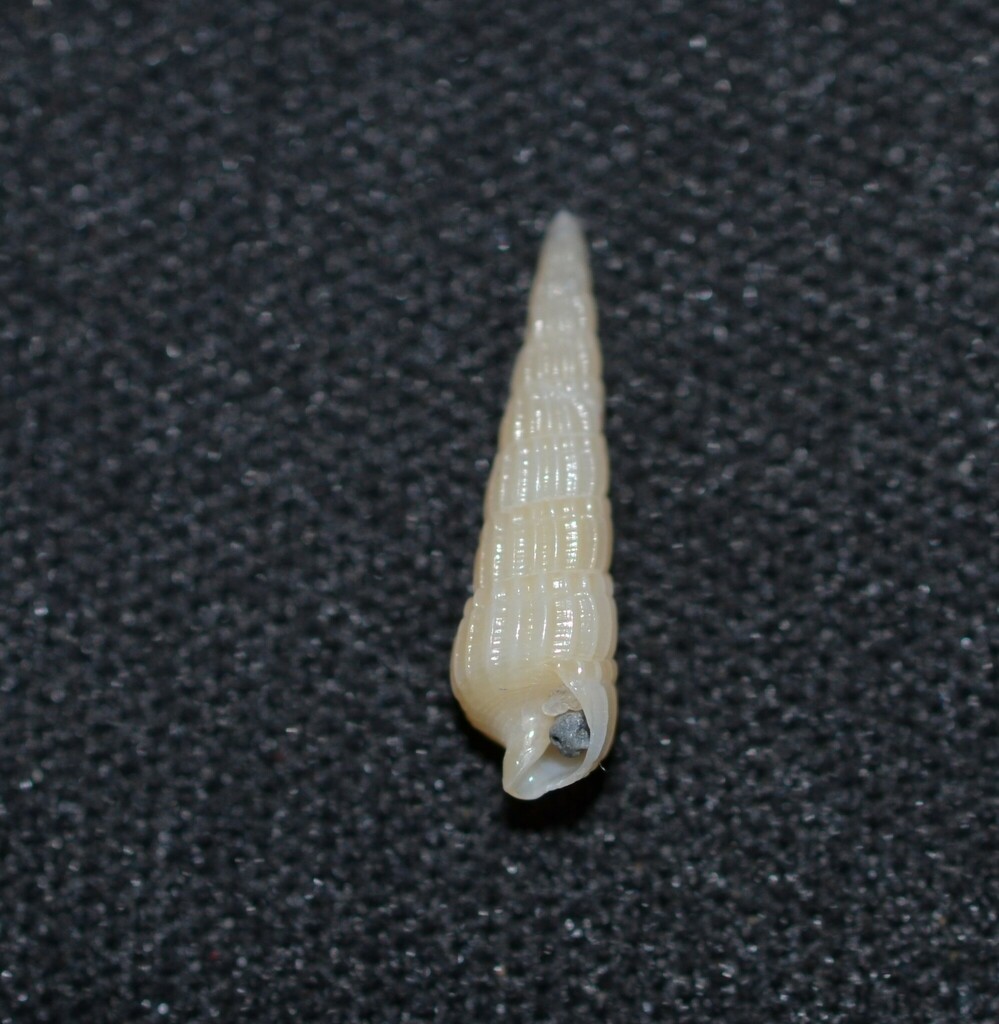 Fine-Ribbed Auger