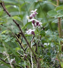 Silene repens
