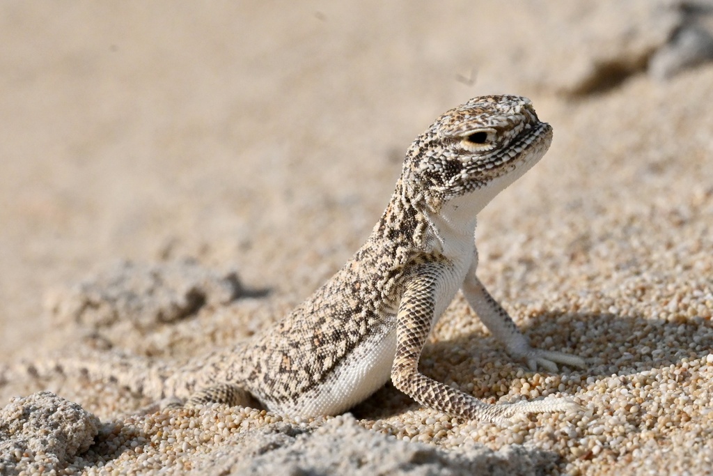 Arabian Toad-Headed Agama