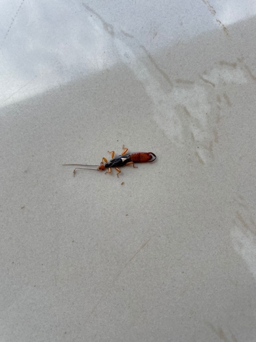 Apachyus depressus