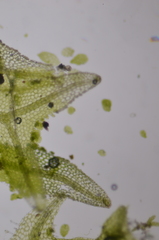 Metzgeria consanguinea