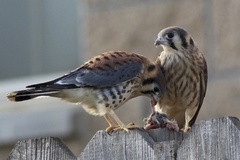 American Kestrel photo 6