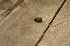 Crotalus triseriatus