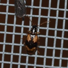 Lebia fuscata