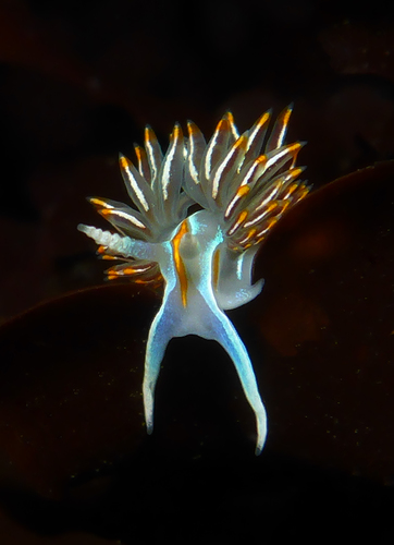 Horned Nudibranch