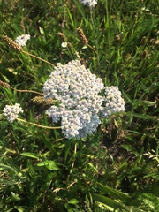 Achillea millefolium