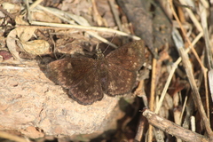 Bolla subapicatus