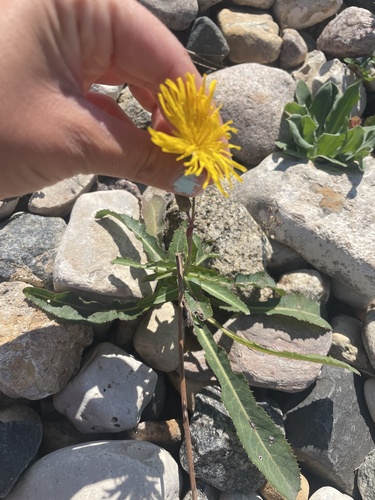 Perennial Sow Thistle