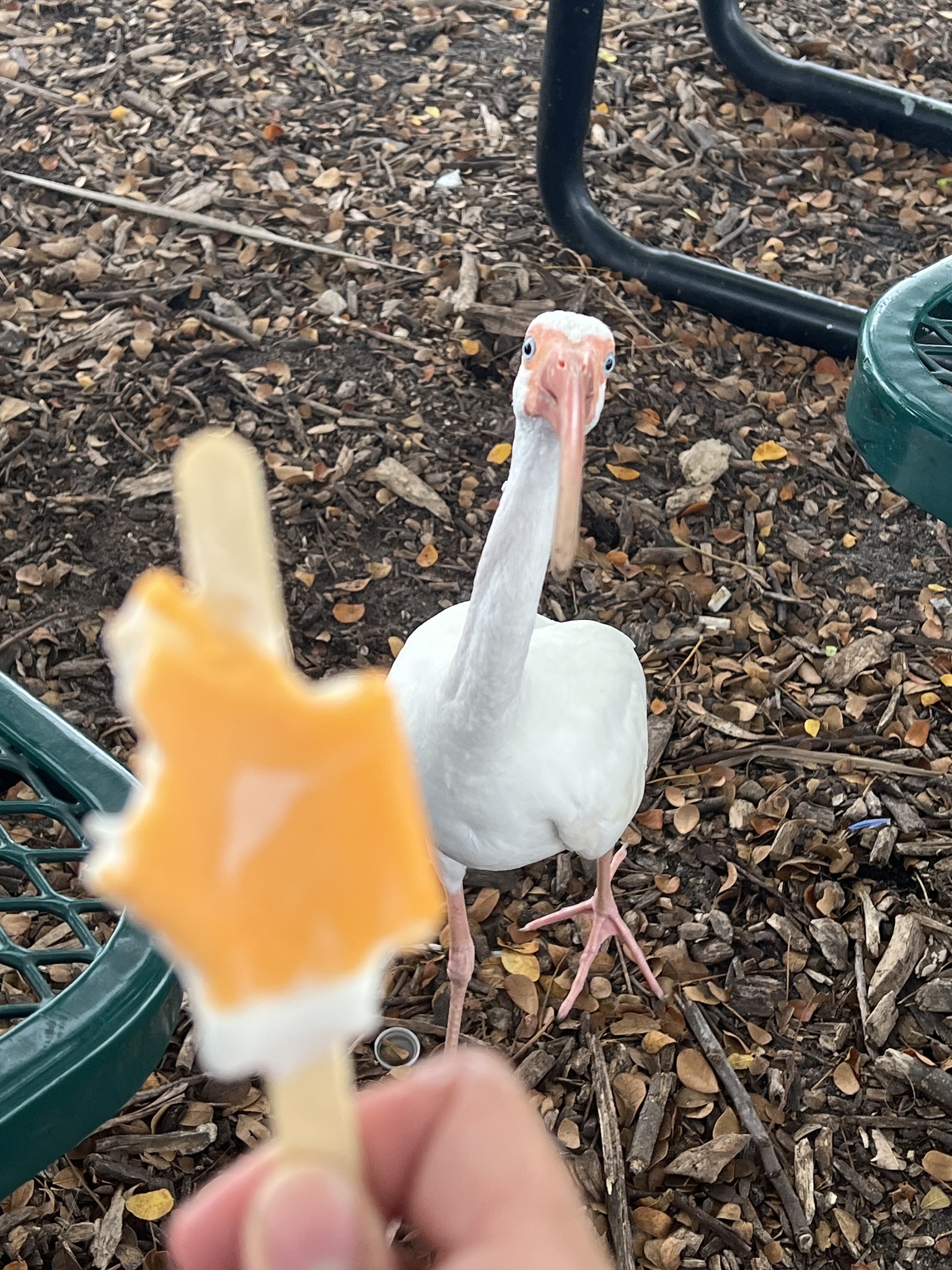 White Ibis (Eudocimus albus)
