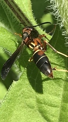 Strepsiptera