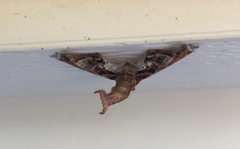 Eutelia pulcherrimus