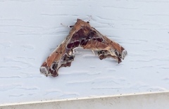 Eutelia pulcherrimus