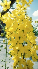 Cassia fistula