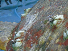 Chelonibia testudinaria