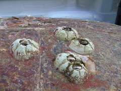 Chelonibia testudinaria