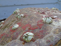 Chelonibia testudinaria