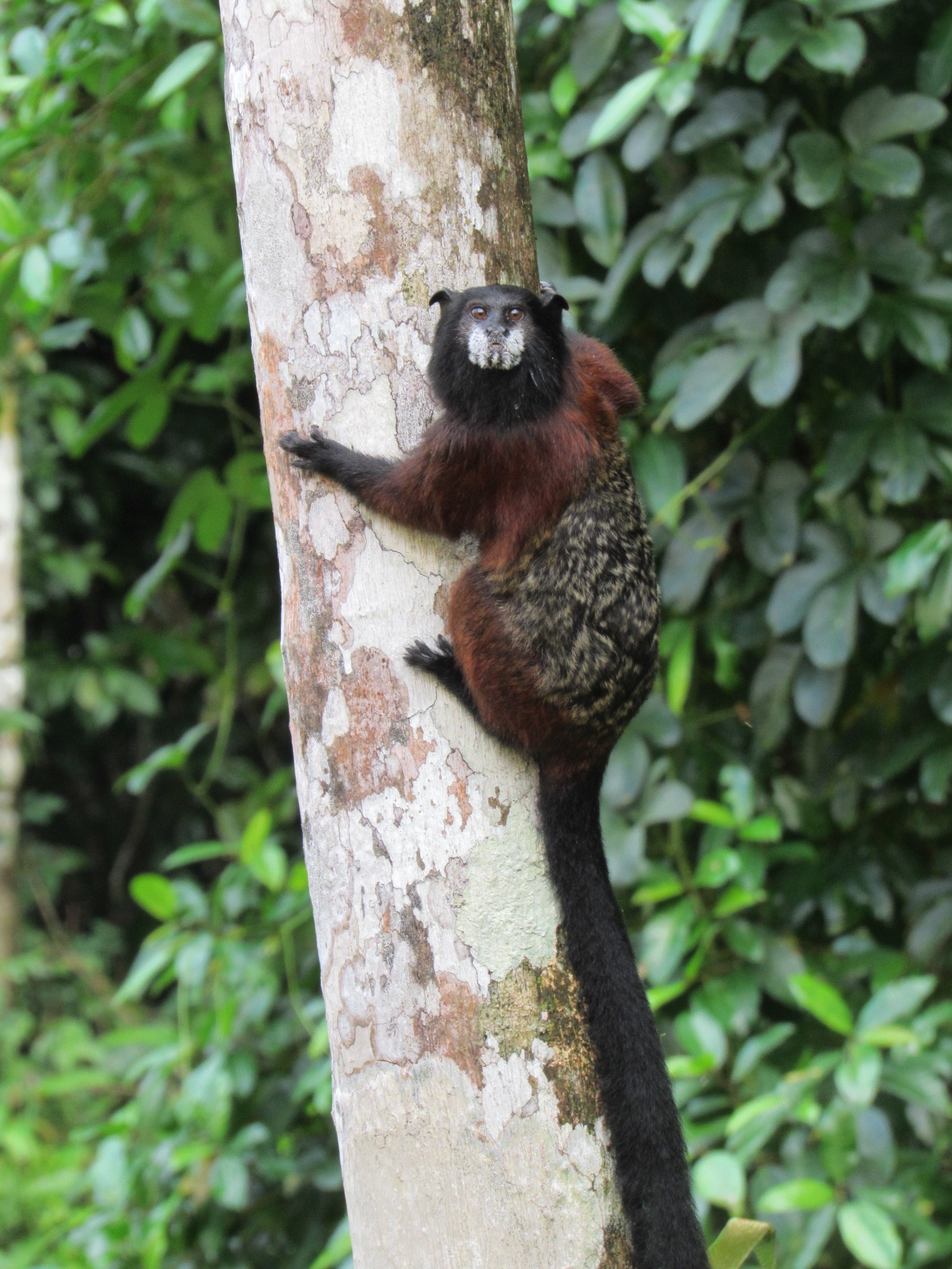 Bebeleche Saguinus Fuscicollis Naturalista