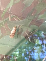 Acrolophus plumifrontella