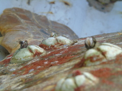 Chelonibia testudinaria