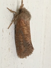 Acrolophus plumifrontella