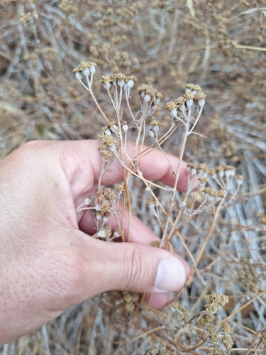 Golden yarrow winter