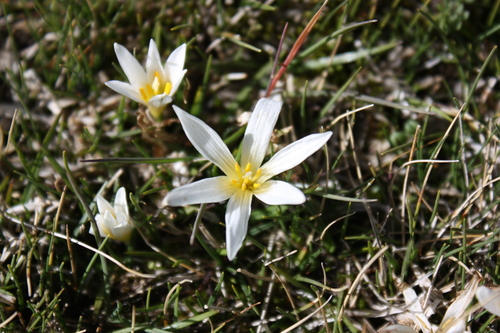 Zéphyranthes blanc 2
