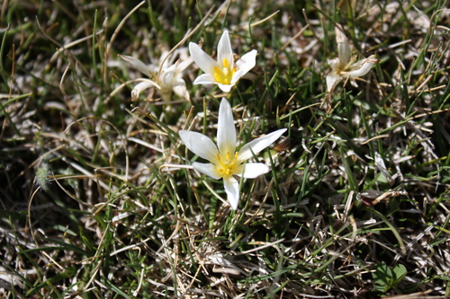Zéphyranthes blanc 3