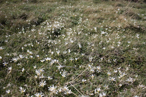 Zéphyranthes blanc 4