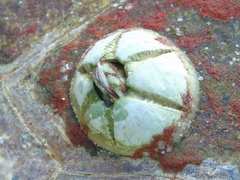 Chelonibia testudinaria