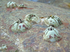 Chelonibia testudinaria