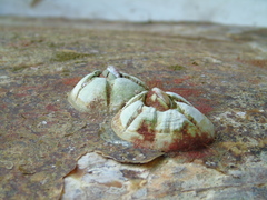 Chelonibia testudinaria