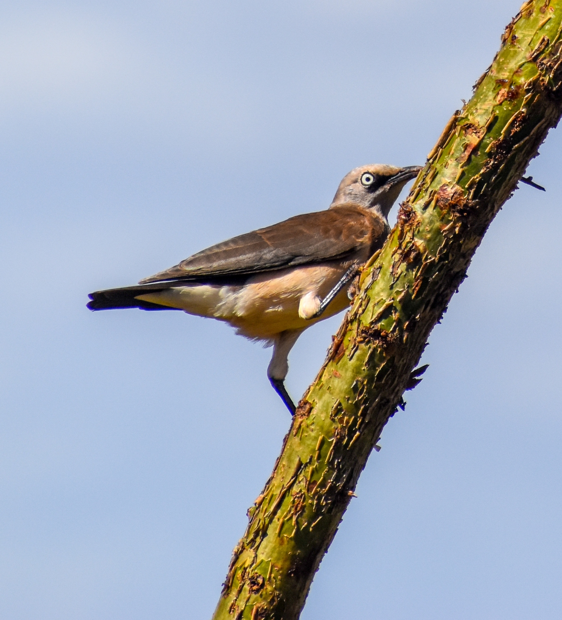 Fischer's Starling (Lamprotornis fischeri), photo 6