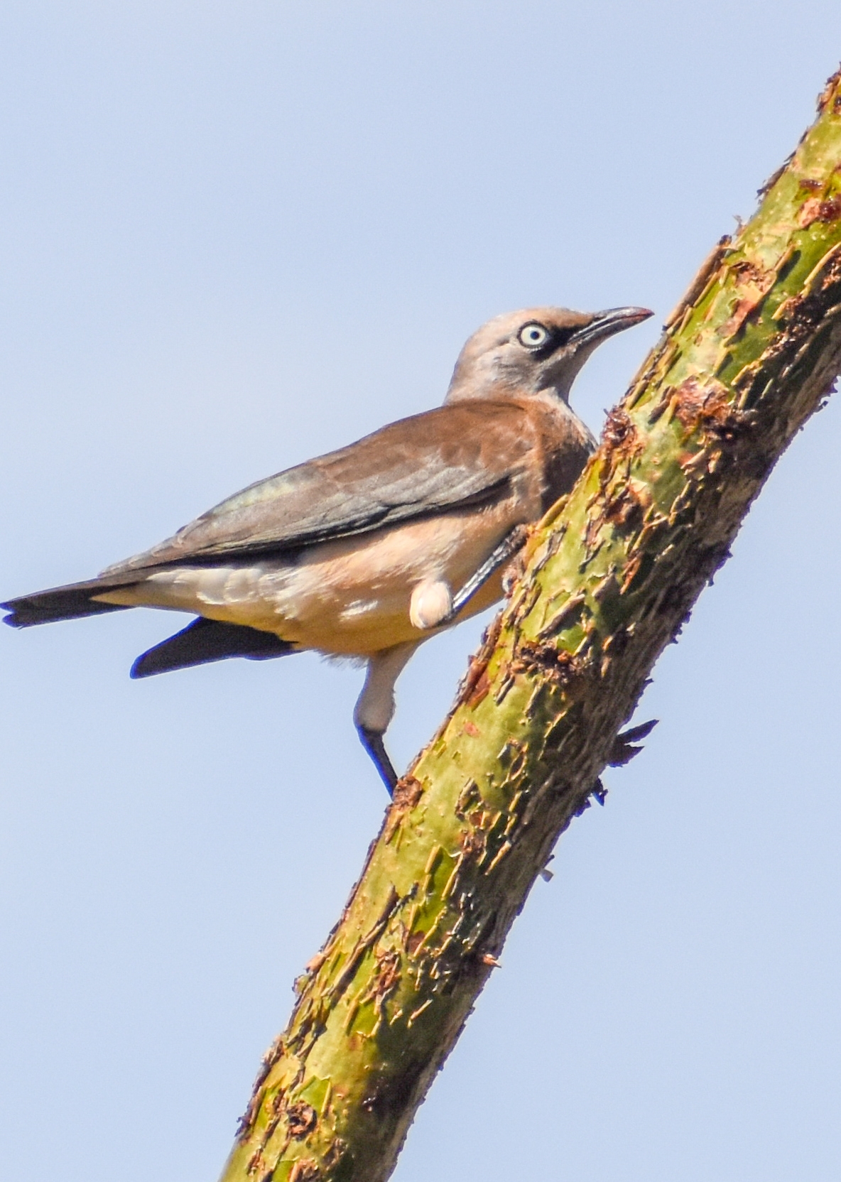 Fischer's Starling (Lamprotornis fischeri), photo 7