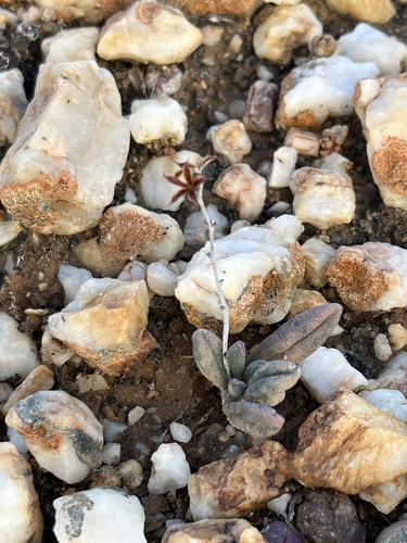 Adromischus marianiae var. immaculatus