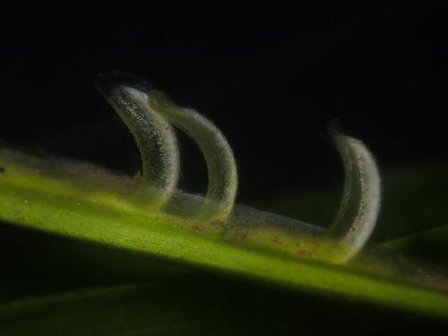 Zostera marina iNat (3)