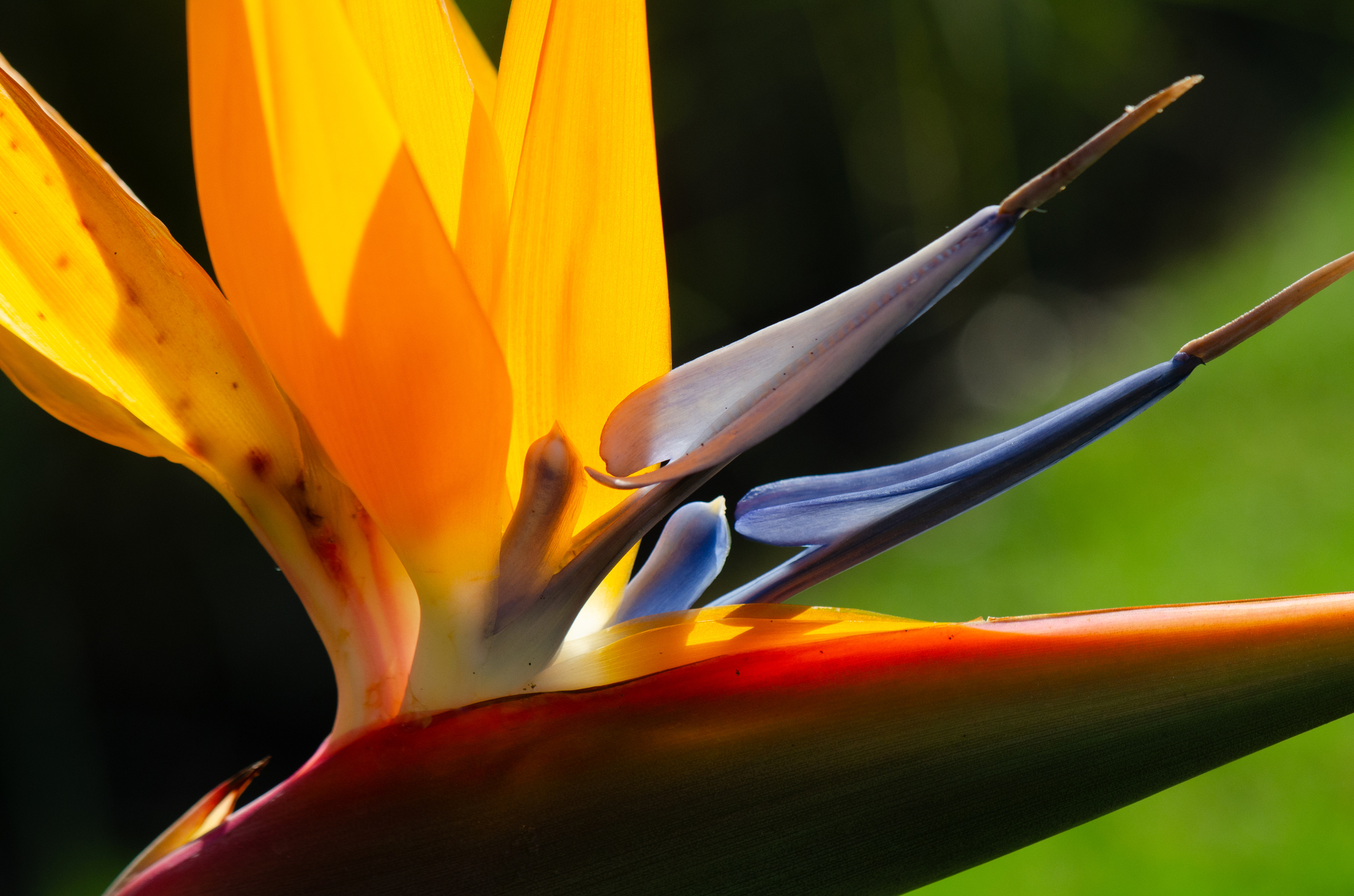Strelitziaceae