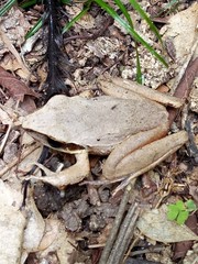 Craugastor raniformis