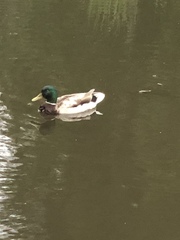 Anas platyrhynchos