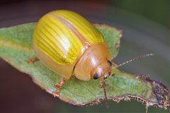 Paropsisterna hectica