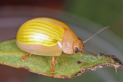 Paropsisterna hectica