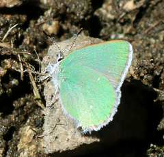Callophrys